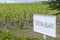 Typical vineyards (1er Grand Cru Classe A) near Chateau Cheval Blanc, Saint-Emilion, Aquitaine, France