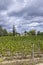 Typical vineyards (1er Grand Cru Classe A) near Chateau Cheval Blanc, Saint-Emilion, Aquitaine, France