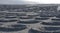 Typical vineyards in La Geria, Lanzarote, Canary Islands