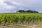 Typical vineyards near Chateau d Yquem, Sauternes, Bordeaux, Aquitaine, France