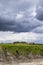 Typical vineyards near Chateau d Yquem, Sauternes, Bordeaux, Aquitaine, France