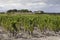 Typical vineyards near Chateau d Yquem, Sauternes, Bordeaux, Aquitaine, France