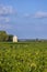 Typical vineyards near Chateau Latour, Bordeaux, Aquitaine, France