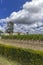 Typical vineyards near Chateau Petrus, Pomerol, Aquitaine, France