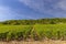 Typical vineyards near Clos de Vougeot, Cote de Nuits, Burgundy, France