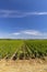 Typical vineyards near Clos de Vougeot, Cote de Nuits, Burgundy, France