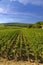 Typical vineyards near Clos de Vougeot, Cote de Nuits, Burgundy, France