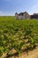 Typical vineyards near Clos de Vougeot, Cote de Nuits, Burgundy, France