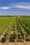 Typical vineyards near Clos de Vougeot, Cote de Nuits, Burgundy, France