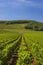 Typical vineyards near Clos de Vougeot, Cote de Nuits, Burgundy, France