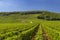 Typical vineyards near Clos de Vougeot, Cote de Nuits, Burgundy, France