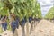 Typical vineyards near Pomerol, Aquitaine, France