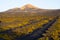 Typical volcanic vineyards in Lanzarote Island, Spain