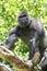 Typical Western Lowland Gorilla