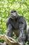 Typical Western Lowland Gorilla