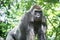 Typical Western Lowland Gorilla