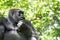 Typical Western Lowland Gorilla