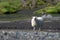 Typical white Icelandic sheep near the river, Iceland