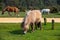 Typical wild pony in New Forest National Park