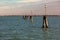 Typical wooden poles in a Venetian lagoon