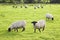 Typical wooly black and white irish sheep grazing on lush green