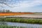 The typically Dutch bulb fields around the town of Lisse with orange and Red tulips and purple and pink hyacinths