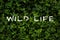 Typografy poster of Wild Life on the clover grass background, top view