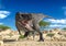 Tyrannosaurus alone on desert looking for food