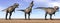 Tyrannosaurus dinosaurs in the desert - 3D render