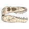 Tyrannosaurus fossilized skull hand drawn sketch image. Carnivorous reptile dinosaur fossil illustration drawing. Vector stock