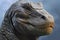 Tyrannosaurus rex close-up,  Dinosaur portrait