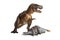 Tyrannosaurus rex with dead stegosaurus on white background