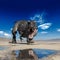 Tyrannosaurus rex is drinking water on desert