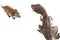 Tyrannosaurus rex fighting versus triceratops on white background