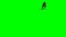 Tyrannosaurus rex Roaring on Green Screen