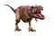 Tyrannosaurus Rex or T_Rex scientifc and realistic reconstitution isolated on a white background. 3D rendering illustration of the