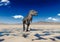 Tyrannosaurus rex walking alone on desert