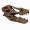 Tyrannosaurus T Rex Skull Dinosaur Fossil Transparent Background