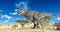 Tyrannosaurus is walking alone on desert panoramic view