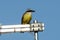 A Tyrant Flycatcher (Tyrannidae) perched on a metal structure with the sky in the background.