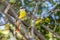 Tyrant quiquivi pitangus-sulphuratus perched on a branch, Alajuela, Costa Rica