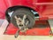 Tyre of a red automobile being aligned by the wheel alignment equipment