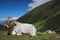 Tyrolean Grey Cattle Rests in Austria