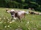 Tyrolean Grey Cattle on a Seasonal Mountain Pasture