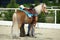 Tyrolean Haflinger horse portrait, stallion with long flowing mane