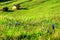 Tyrolean mountain pasture