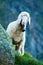 Tyrolean mountain sheep looking at the viewer, Stubai Valley, Tyrol, Austria