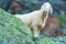 Tyrolean mountain sheep looking at the viewer, Stubai Valley, Tyrol, Austria