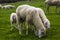 Tyrolean sheep graze on the Alpine meadows on the green grass