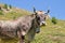 Tyrolese grey cow in an alpine pasture